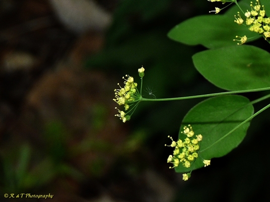 {Taenidia integerrima}